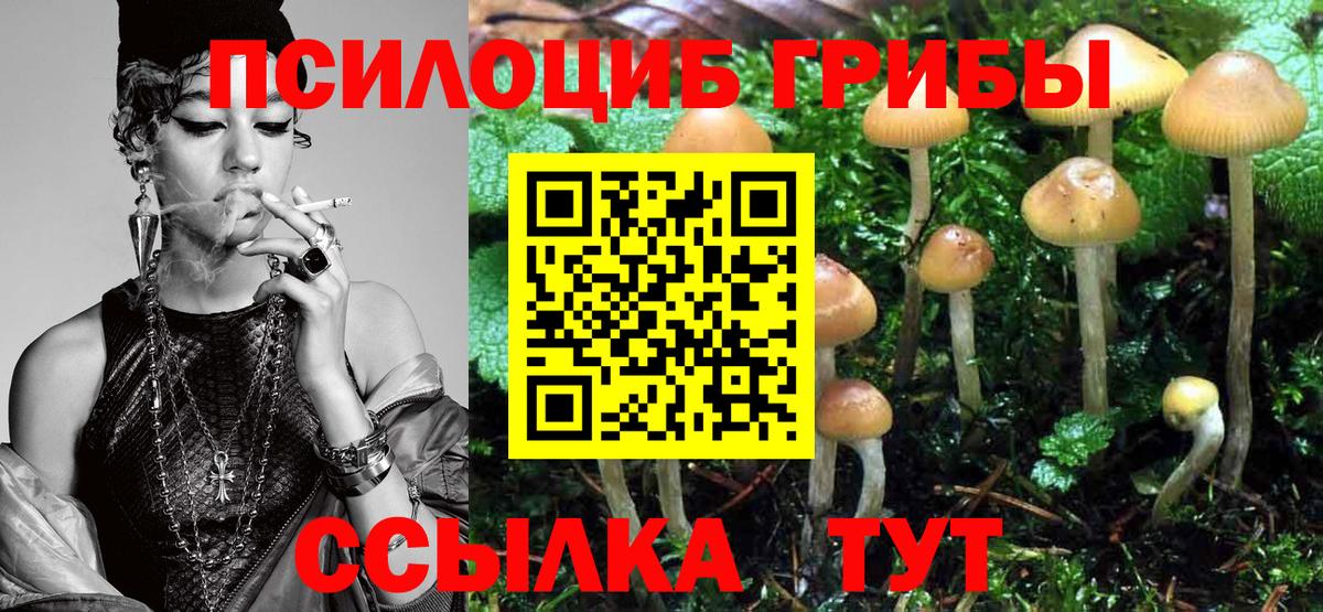 Псилоцибиновые грибы мицелий Торжок
